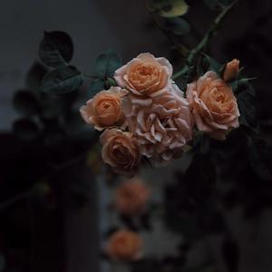 班长脱👙给我揉🐻动漫
